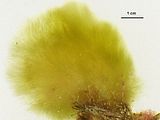 Discosporangium mesarthrocarpum4